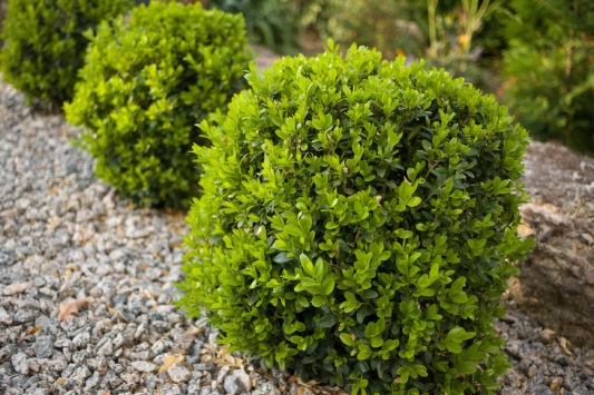 Création de jardin sur-mesure à Bavay